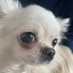 譲渡会に行って来ました